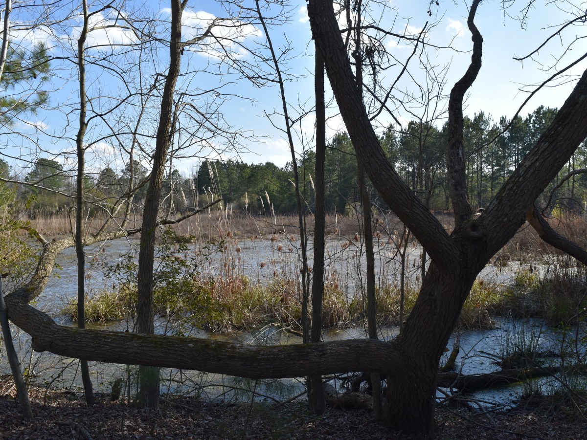 A federal rule change could affect NC wetlands, making communities more vulnerable to flooding and poor water quality