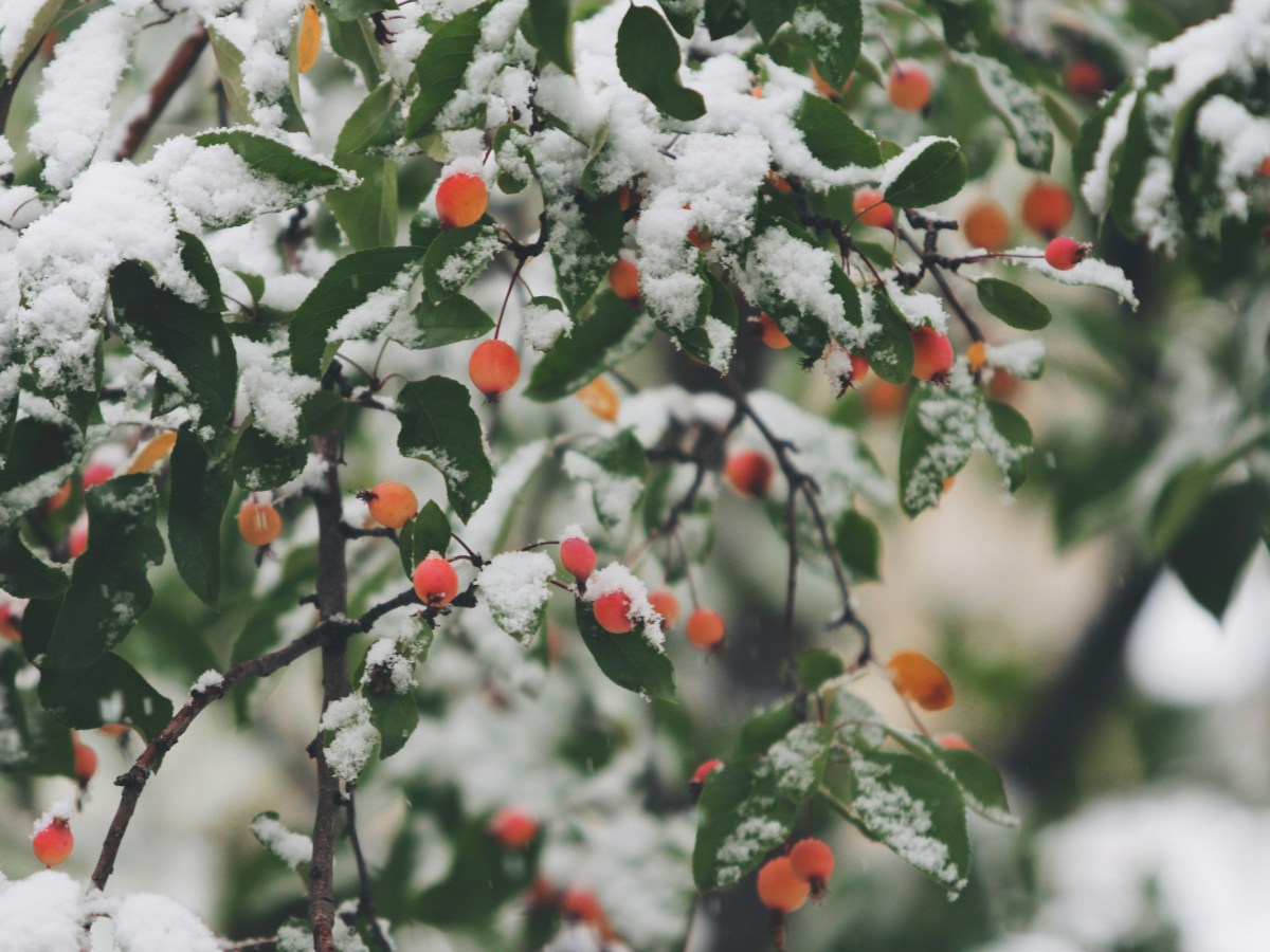 ‘The sequel nobody asked for:’ NC prepares for another winter storm