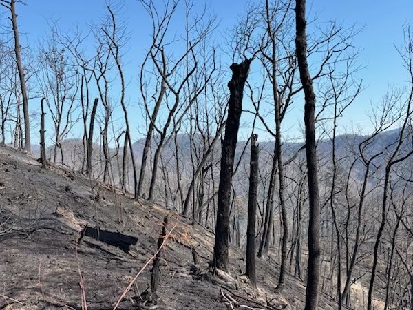 A prolonged dry spell helps wildfires spread; Statewide burn ban in effect in North Carolina