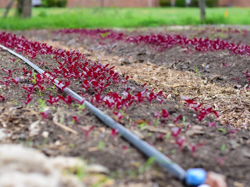 Tiny, bright red-leafed amaranth seedlings sprouting in dark, tilled soil next to a black drip irrigation tube, with a blurred grassy background at the Piedmont Agrarian Collective headquarters.